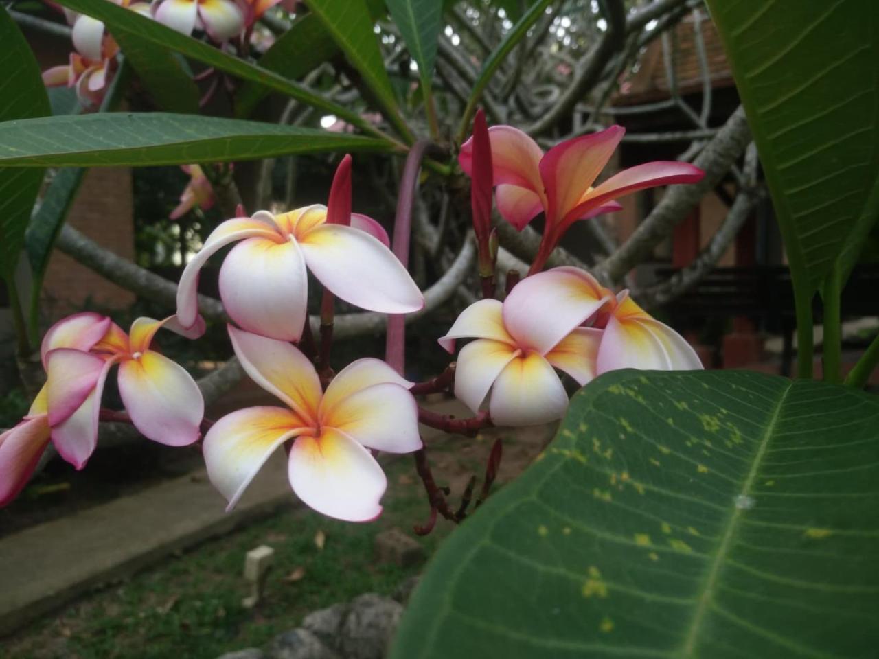 Flora Ville-Sha Plus Chalong Luaran gambar